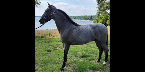 Maverick Winning Offer: $ 20,400. . Thehorsebay horses for sale